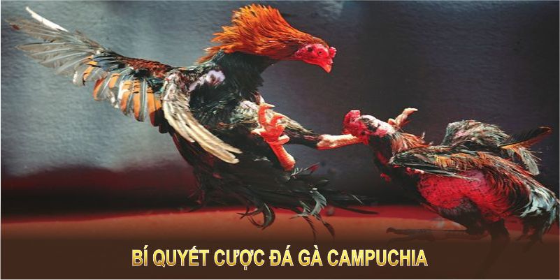 Bí quyết cược đá gà Campuchia giúp tăng tỷ lệ thắng lớn