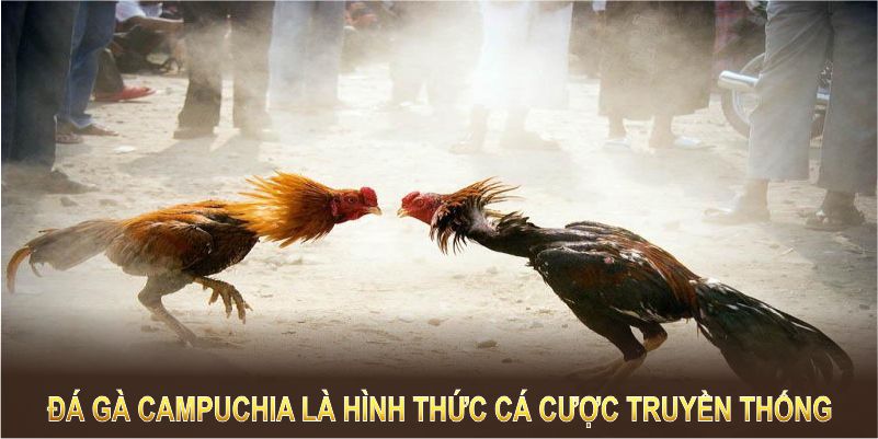 Đá gà Campuchia là hình thức cá cược mang đậm chất truyền thống